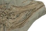 Fossil Ichthyosaur Skull & Associated Bones - Germany #227324-2